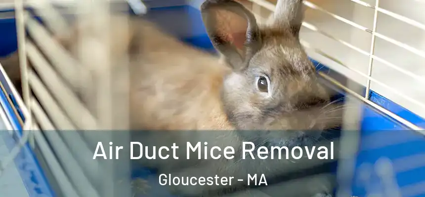 Air Duct Mice Removal Gloucester - MA